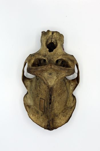 Media type: image; Mammalogy BOM-9587   Description: Gorilla skull dorsal view;